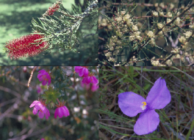 FLORITERAPIA: UNA RISPOSTA PER LA DEPURAZIONE SIA FISICA CHE EMOTIVA - IRIDOLOGIA E NATUROPATIA