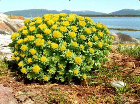 RHODIOLA ROSEA - IRIDOLOGIA E NATUROPATIA