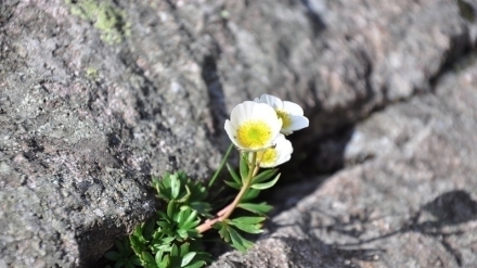 LA RESILIENZA INDIVIDUALE E SOCIALE: FATTORI DI RISCHIO E DI PROTEZIONE - IRIDOLOGIA E NATUROPATIA